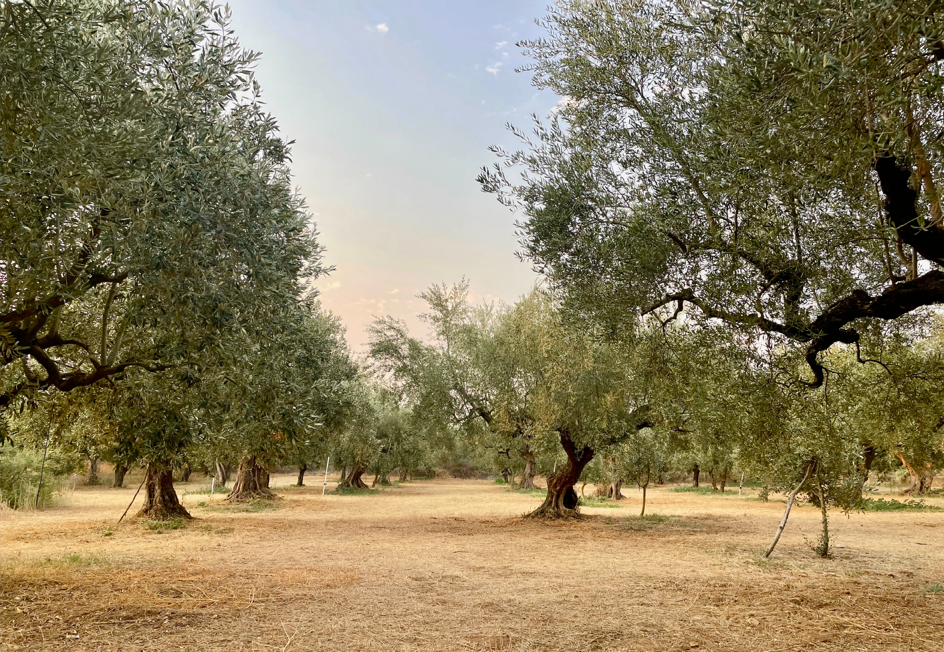 olive tree field