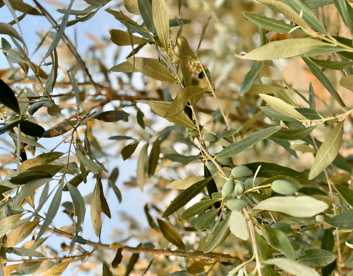 olive tree leafs